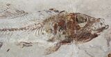 Cretaceous Fossil Fish (Spaniodon) - Part/Counterpart #24125-5